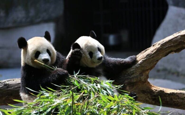 上野動物園双子パンダの公開日はいつ